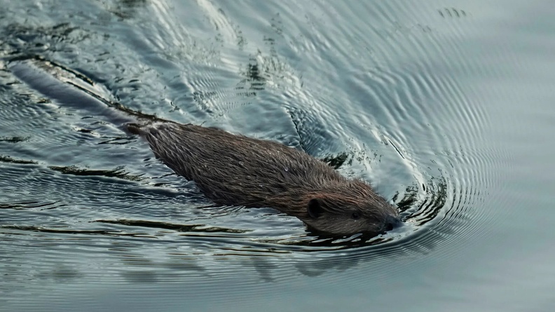 Beaver swims in Napa Creek, California, USA